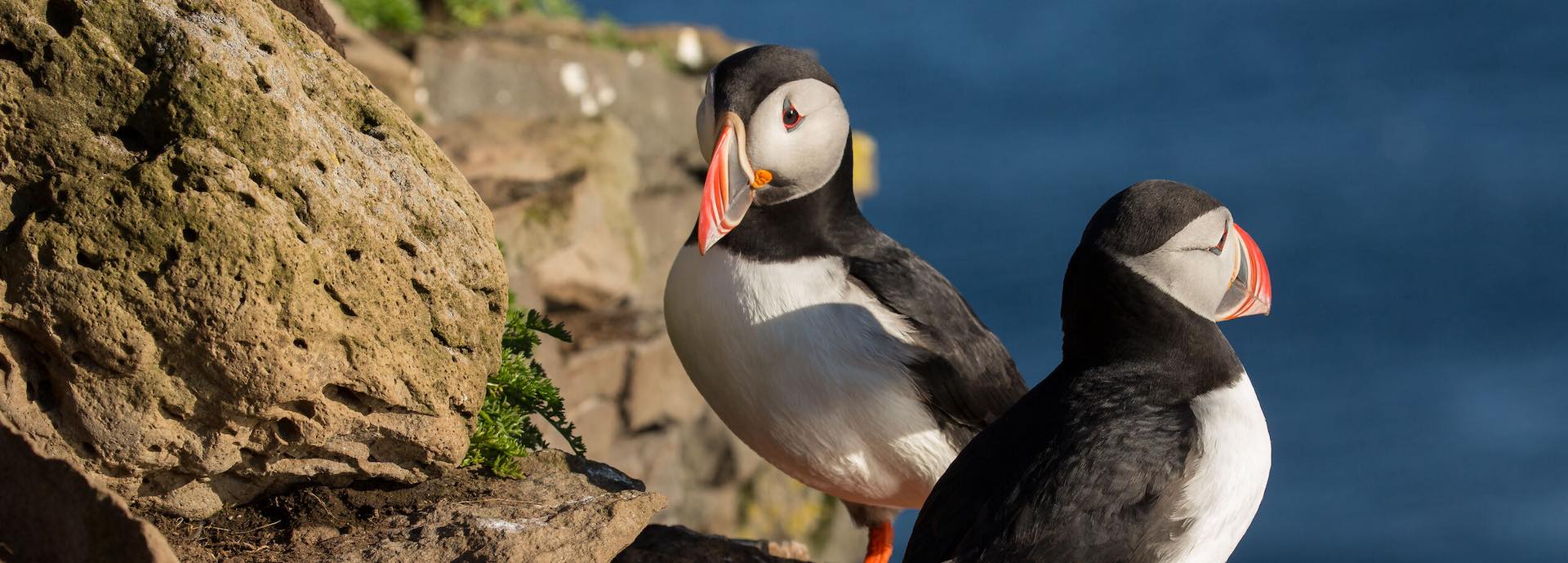 New Species of Puffin Evolved in Response to Climate Change