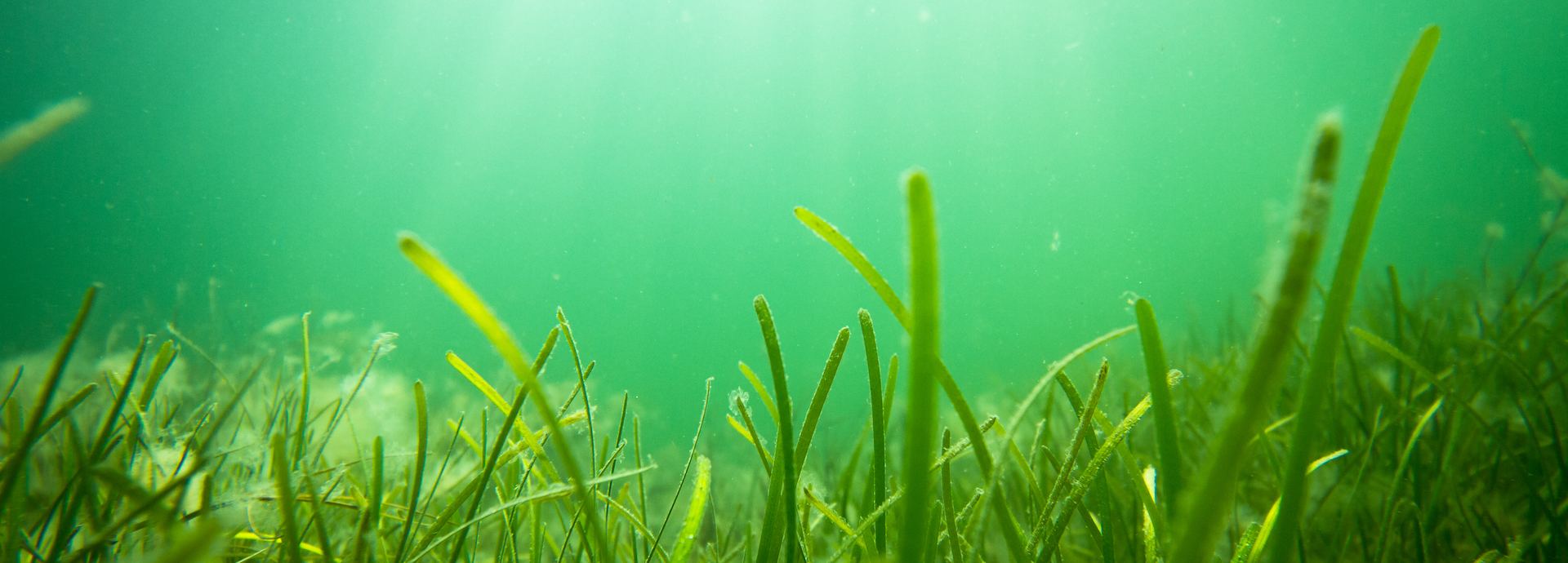 Volunteer divers help scientists re-establish underwater meadows